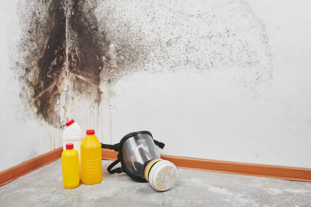 Best Attic Mold Remediation in Addison, TX
