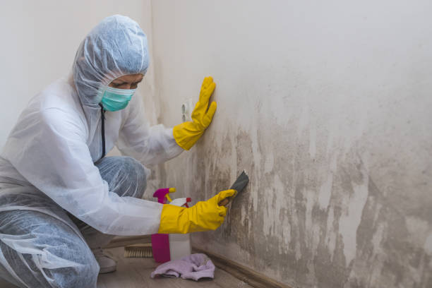 Best Residential Mold Remediation in Addison, TX