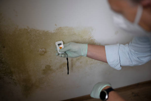 Best HVAC Mold Remediation in Addison, TX