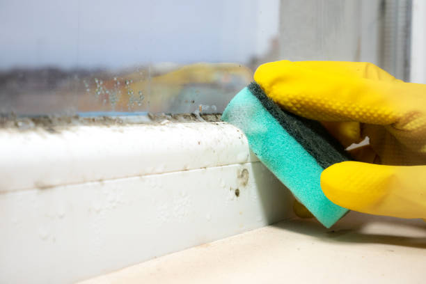Best Bathroom Mold Remediation in Addison, TX