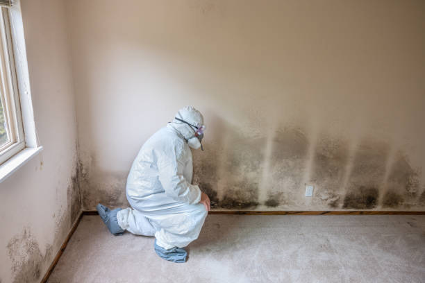 Best Commercial Mold Remediation in Addison, TX