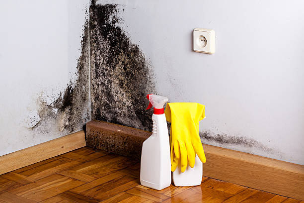 Best Kitchen Mold Remediation in Addison, TX