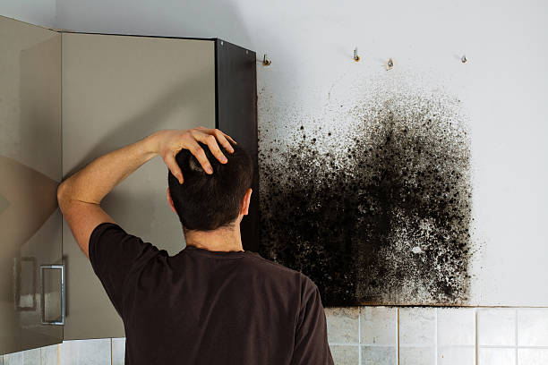 Best White Mold Remediation in Addison, TX
